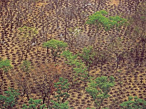 Vue du ciel - Ivory Coast - Bondoukourou Region - Yam Growing North Of Tagadi